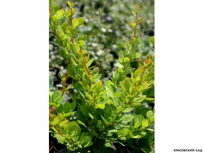 Барбарис Тунберга Green Ornament - фото крупным планом - красовский-сад.рф