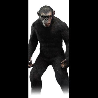 Шимпанзе Коба (серия "Планета Обезьян") - Коллекционная ФИГУРКА 1/6 Ape Leader Standard ver (DYM202404A) - Hell Cat