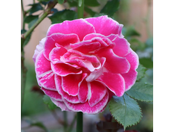 Регенсберг