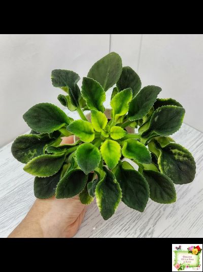 LV-Элизабет (Л. Шевелева) 2023 г.(лист посажен 29.01.26)