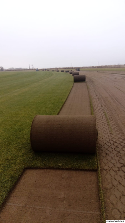 Рулонный газон Биг-ролл