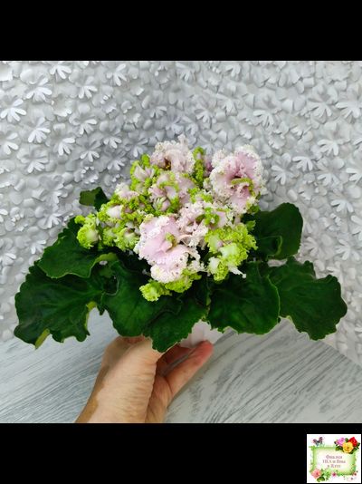 ЛЕ-Денди (Е. Лебецкая) 2011 г.