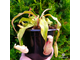 Nepenthes Hybrid Bicalcarata X Mira - Непентес гибридный Бикалкарата Х Мира