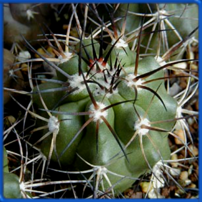Copiapoa pseudocoguimbana v. vulgata HNS 190