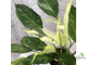 Спатифиллум ‘Домино’ / Spathiphyllum Domino