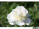 Paeonia Cutie