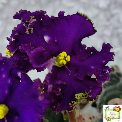 МТ-Моя Вселенная (М. Тотиева) 2023 г.