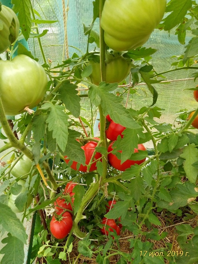 Томат Карабас-Барабас