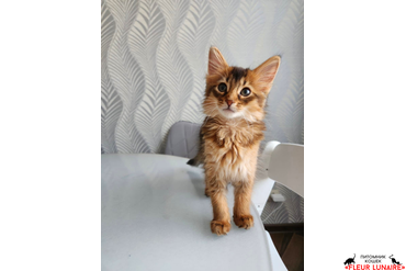 Выпускница Фокси (Neva Fleur Lunaire), 2022 г.