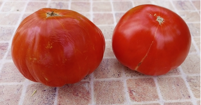 Томат Бабушкин из тайги ( усл.)