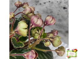 Н-Фавн (Н. Бердникова) 2017 г.