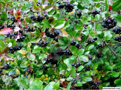 Арония черноплодная - Arónia melanocárpa