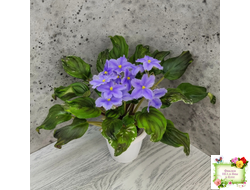 LV-Небо в Кармашке (Л. Шевелева) трейлер (пестролистный клакамас) сеянец