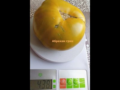 Томат Абрахам зеленый, (Abraham Green), США