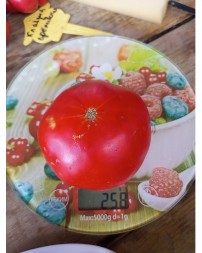 Томат Каркиано (Karkiano), Испания