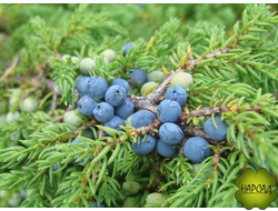 Можжевельник обыкновенный (саженец 30 см)