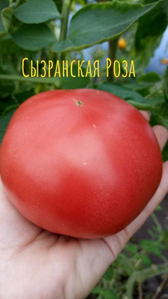 семена томаты "Сызранская Роза"
