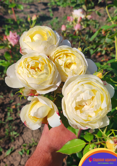 Ванесса Белл (Vanessa Bell)