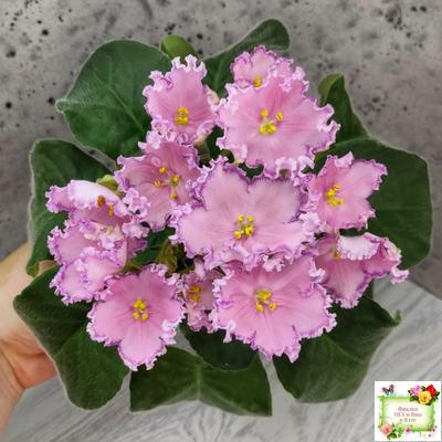 Nik-Хмельное Лето (Н. Булко) 2022 г. (крупная детка)