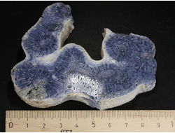 Коралл голубой Акори, Австралия (91*70*14 мм, 100 г) №37719