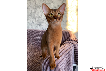 Орхидея (Ева) абиссинская кошка