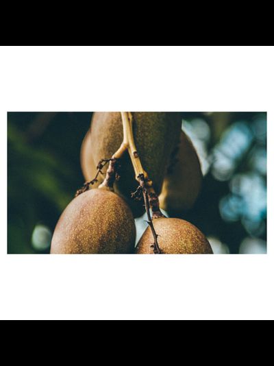 MANGUIER METISSE PIERRE GUILLAUME