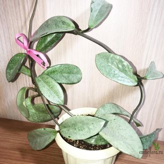 Hoya Carnosa 'Grey ghost'