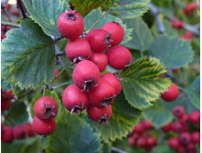 Боярышник Арнольда ОКС