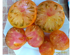 Томат Мечта Алисы (Alise's Dream), Польша