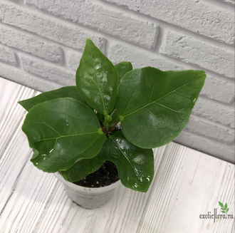 Гибискус NMMA Dracula's Fiancee