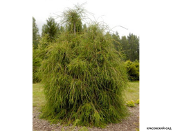 Туя Филиформис - Filiformis