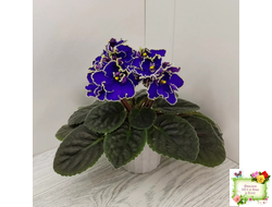 ЛЕ-Прекрасная Креолка (Е. Лебецкая) 2009 г