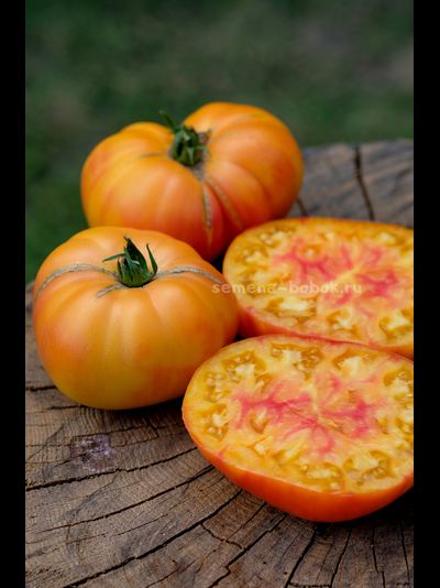 Томат Ярсон 34 (Jarson 34), 10 шт