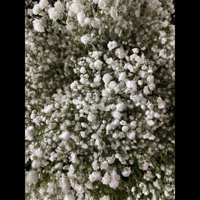 Гипсофила белая 11 шт