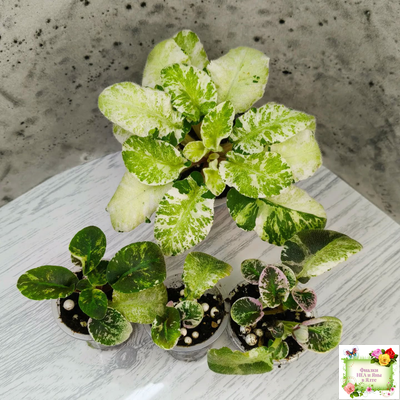 КНН-Крокус химерный спорт по листу