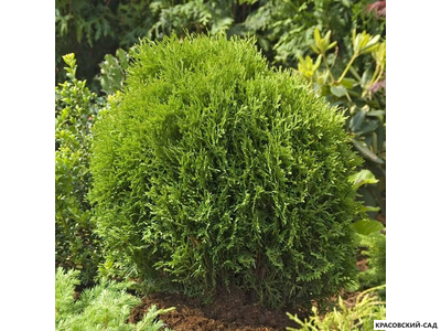 Туя Тини Тим - Tiny Tim