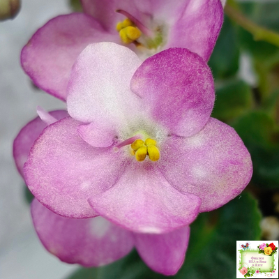 Heinz's Bubbles (H.Dornbusch) (лист посажен 30.01.26)