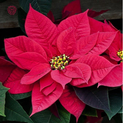 Набор вайнеров и каттеров "Лепестки пуансеттии"