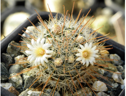 Mammillaria pennispinosa MG-829 - 5 семян