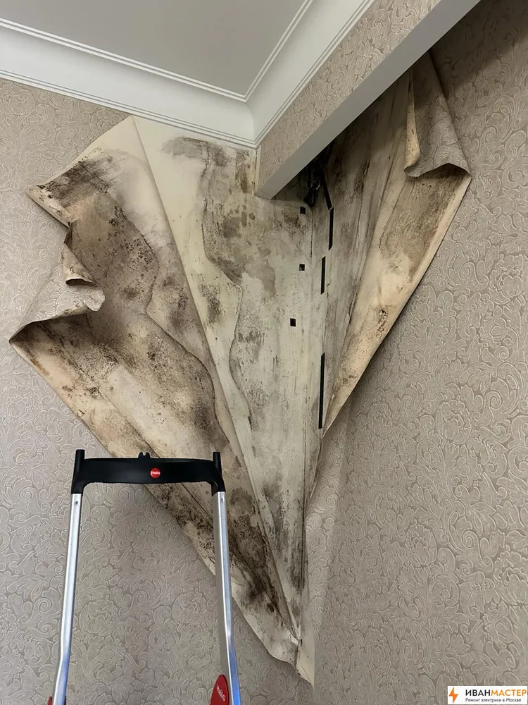 Удаление плесени со стен квартиры