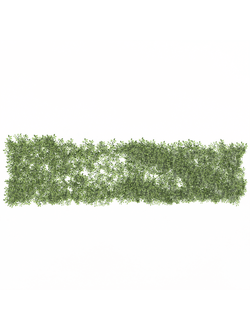 вьющиеся Вьюн настенный