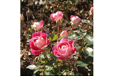 Маричка (флорибунда). Селекция НБС