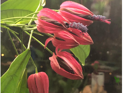 Павония /Pavonia multiflora