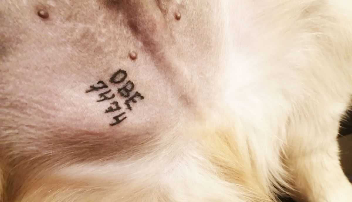 Счастливая татушка. Щенки-голдены Помет П-2022. Питомник Русское Золото