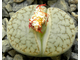 Lithops pseudotruncatella ssp.dendritica С072 (MG) - 10 семян