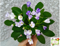 ГЕА-Я Подарю Вам Ландыши (Е. Галицкая) 2024 г. трейлер