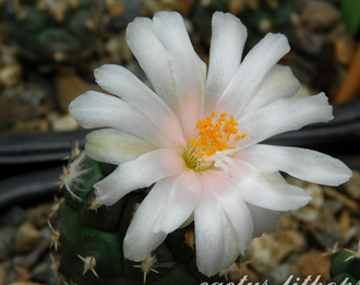 Turbinicarpus lophophoroides PP207 (семена)