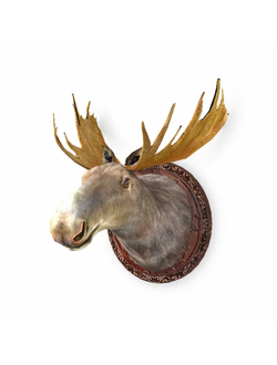 декор Голова лося