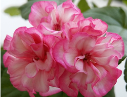 П159 Пеларгония Wendy Read укорененный черенок