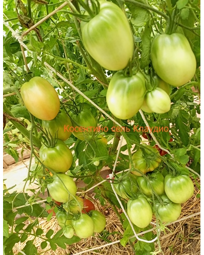 Томат Косентино сел Клауди (Cosentino sel Claudia), Италия